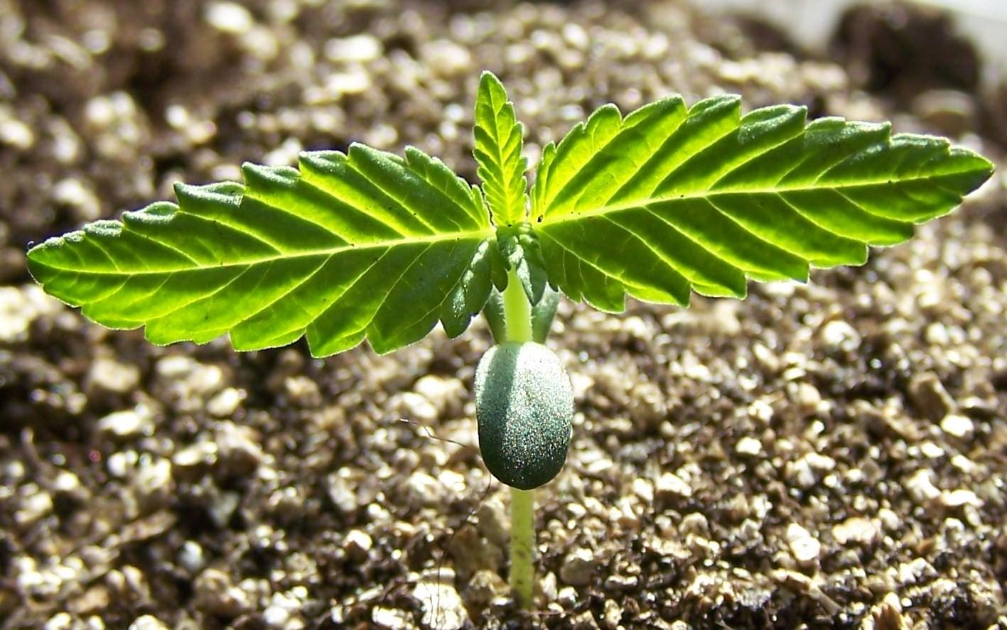 Маленький росток конопли семена марихуаны донецк